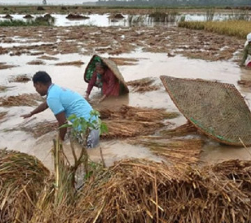 धानबालीमा पूर्ण रूपमा क्षति भएका कृषकलाई ६५ प्रतिशत सरकारी क्षतिपूर्ति